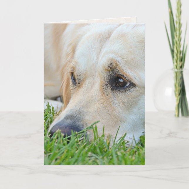 Golden Retriever i Grass Birthday Humor Kort (Framsida)
