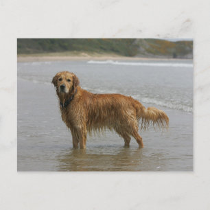 Golden Retriever i havet Vykort