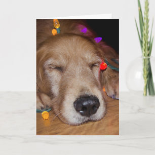 Golden Retriever i Ljus Helgkort