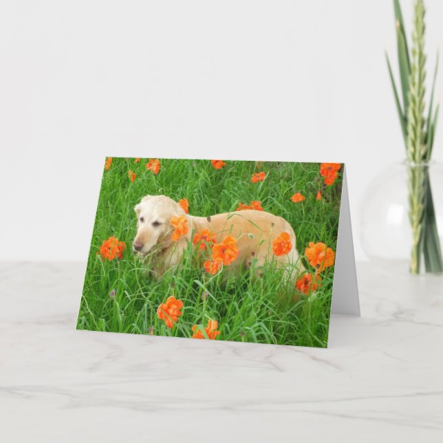 Golden Retriever i poppies Kort (Framsida)