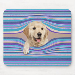 Golden Retriever i Rand Musmatta