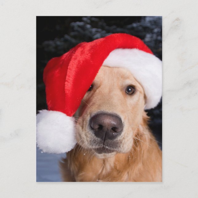 Golden Retriever i Santa Hat Helg Vykort (Framsida)