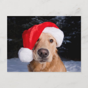 Golden Retriever i Santa Hat Helg Vykort
