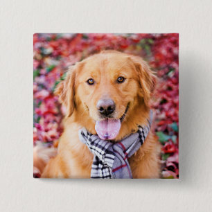 Golden Retriever i Scarf Knapp