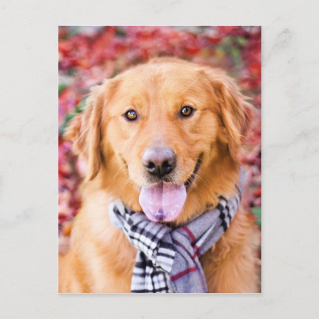 Golden Retriever i Scarf Vykort (Framsida)