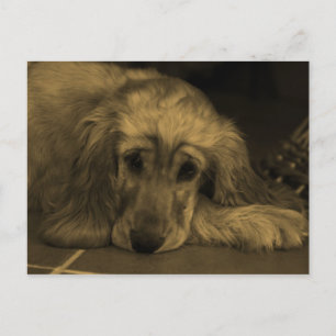 Golden Retriever i sepiafärger Vykort