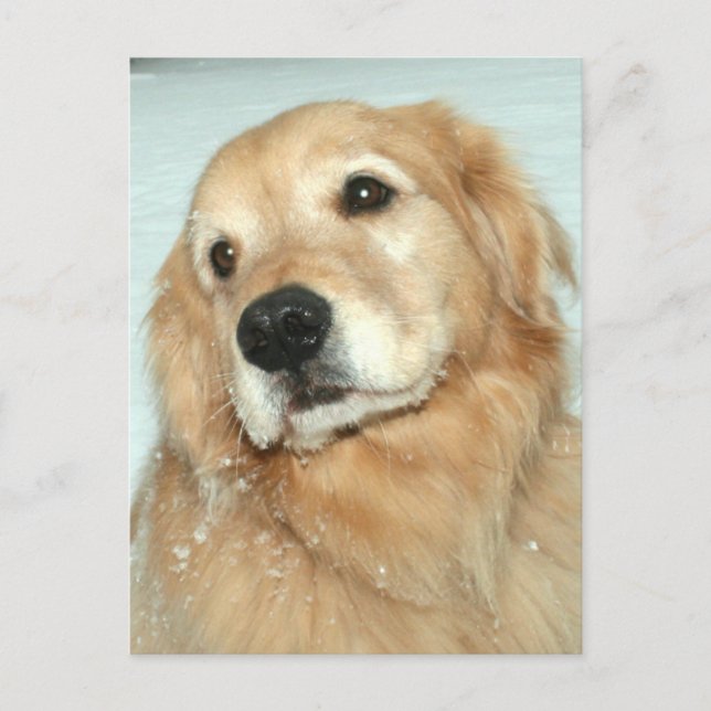 Golden Retriever i Snö Dreaming Vår Vykort (Framsida)
