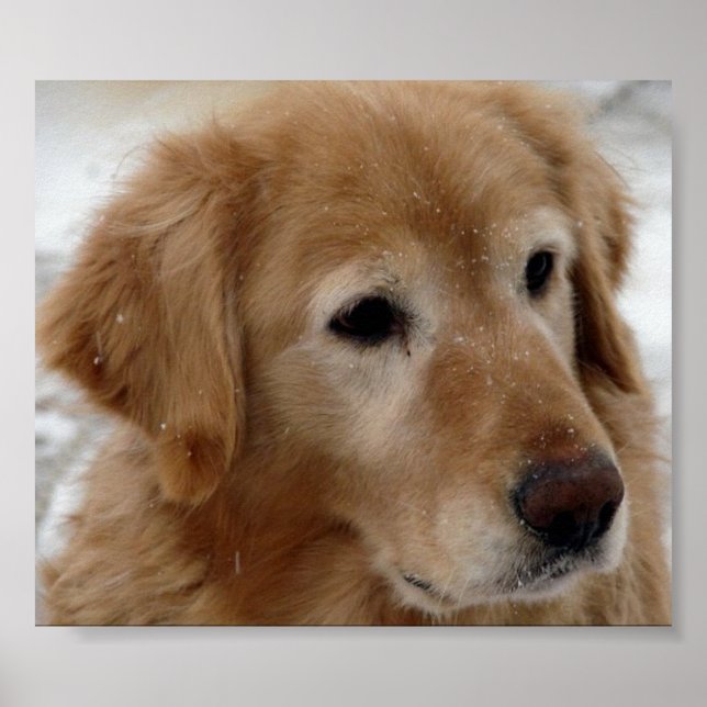 Golden Retriever i Snö Poster (Framsidan)