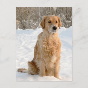 Golden Retriever i Snö Vykort