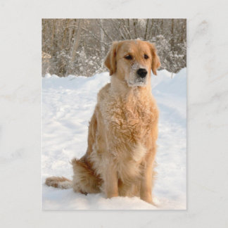 Golden Retriever i Snö Vykort