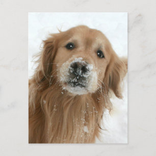 Golden Retriever i Snö Vykort
