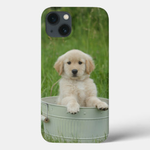 Golden Retriever i Tvättat bäcken