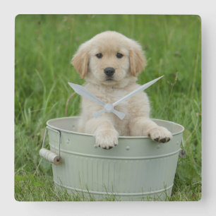 Golden Retriever i Tvättat bäcken Fyrkantig Klocka