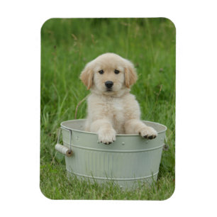 Golden Retriever i Tvättat bäcken Magnet