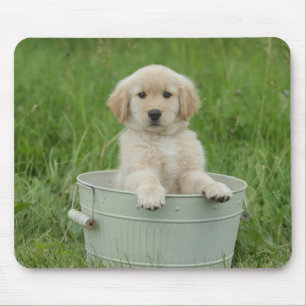Golden Retriever i Tvättat bäcken Musmatta
