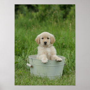 Golden Retriever i Tvättat bäcken Poster