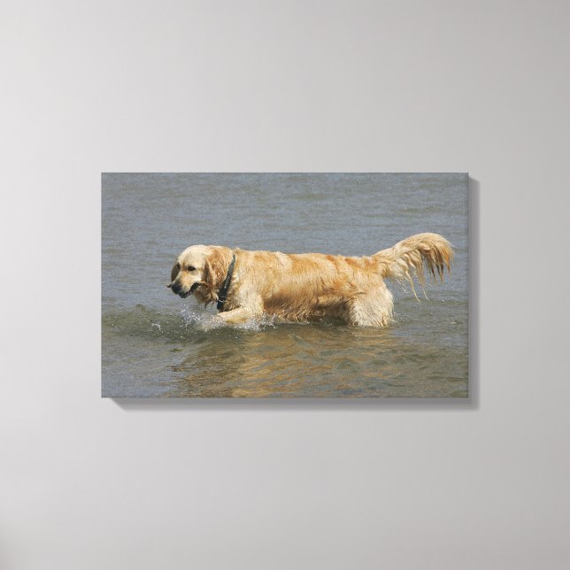 Golden Retriever i Vatten Canvastryck (Framsida)