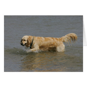 Golden Retriever i Vatten Hälsningskort