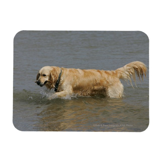 Golden Retriever i Vatten Magnet (Horisontell)