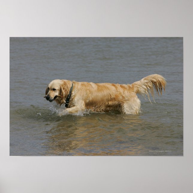 Golden Retriever i Vatten Poster (Framsidan)