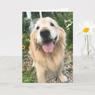 Golden Retriever in Blomsterträdgård Thinking of Y Kort