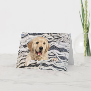 Golden Retriever in Frayed Denim Kort