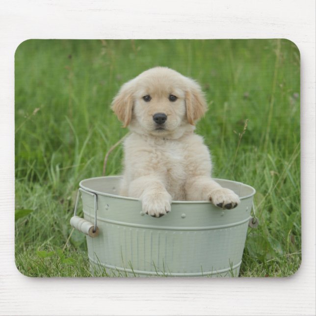 Golden Retriever in Tvätta Basin Musmatta (Framsidan)
