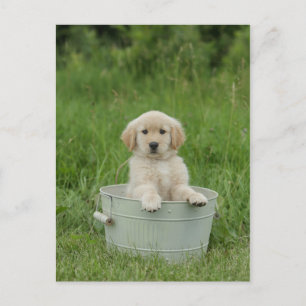 Golden Retriever in Tvätta Basin Vykort