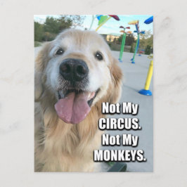 Golden Retriever inte mitt cirkus polskt ordspråk Vykort