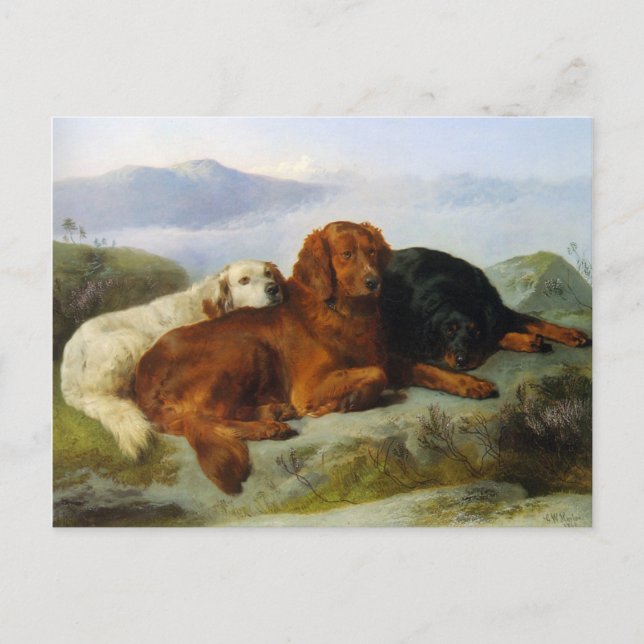 Golden Retriever, Irish and Gordon Setter Postcard Vykort (Framsida)