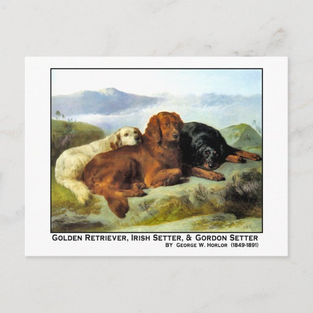 Golden Retriever, Irish Setter & Gordon Setter Vykort (Framsida)