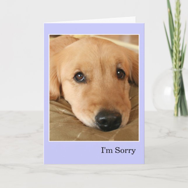 Golden Retriever Jag är ledsen apologi Kort (Framsida)