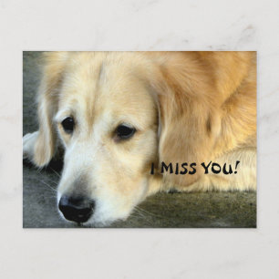 Golden Retriever/ Jag saknar dig Vykort