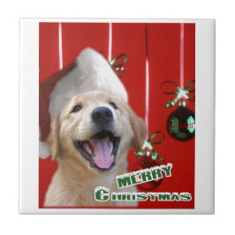 Golden Retriever-jul Kakelplatta