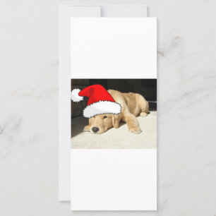 Golden Retriever-juldockan