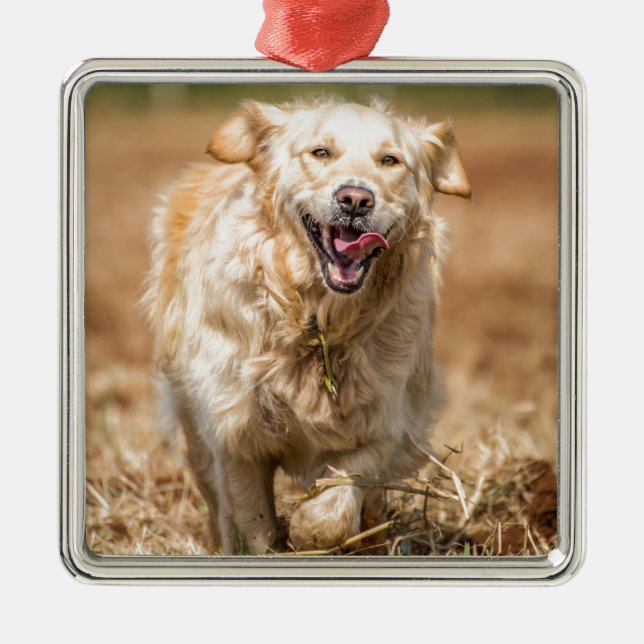 Golden Retriever Julgransprydnad Metall (Framsidan)