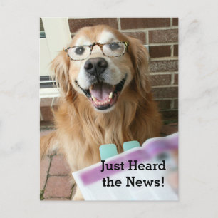 Golden Retriever just lyssnade på Nyhetens Gratule Vykort