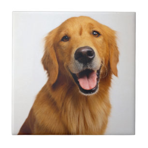 Golden Retriever Kakelplatta