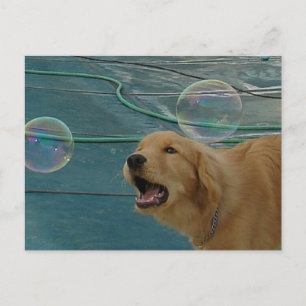 Golden Retriever Kärlek Vykort