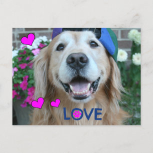 Golden Retriever Kärlek Vykort
