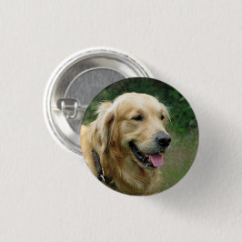 Golden Retriever Knapp