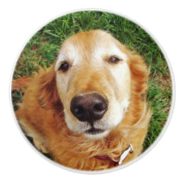 Golden Retriever Knopp