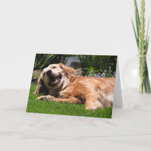 Golden Retriever Kort