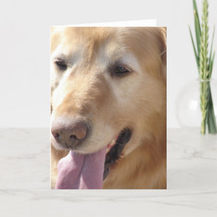 Golden Retriever Kort