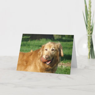 Golden Retriever Kort