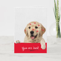 Golden Retriever läppstift kyssar födelsedag