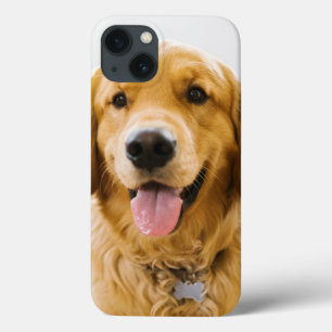 Golden Retriever ler