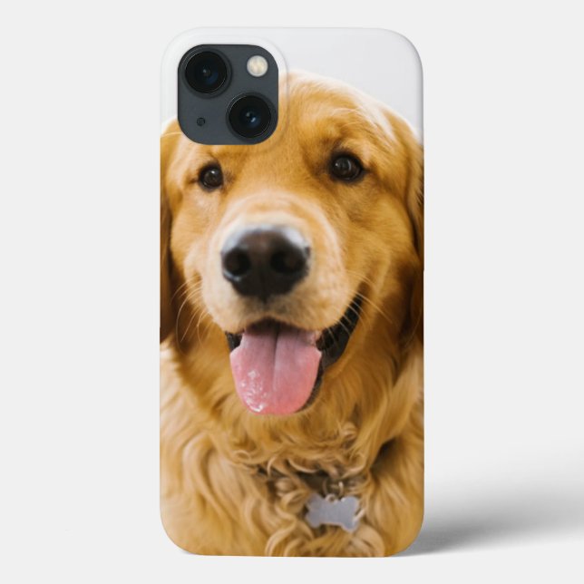 Golden Retriever ler (Baksida)