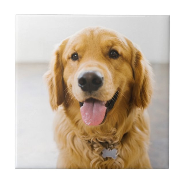 Golden Retriever ler Kakelplatta (Framsidan)