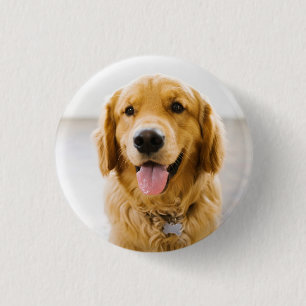 Golden Retriever ler Knapp
